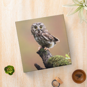 Cutest Baby Animals Northern Saw Whet Owl 3 Ring Binder