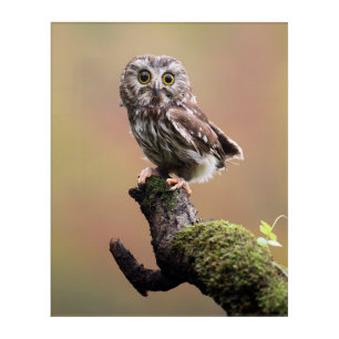 Cutest Baby Animals Northern Saw Whet Owl Acrylic Print