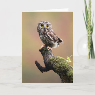 Cutest Baby Animals Northern Saw Whet Owl Card