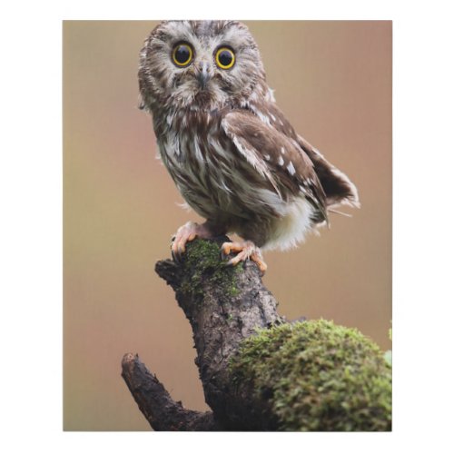 Cutest Baby Animals  Northern Saw Whet Owl Faux Canvas Print