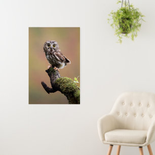 Cutest Baby Animals Northern Saw Whet Owl Foam Board