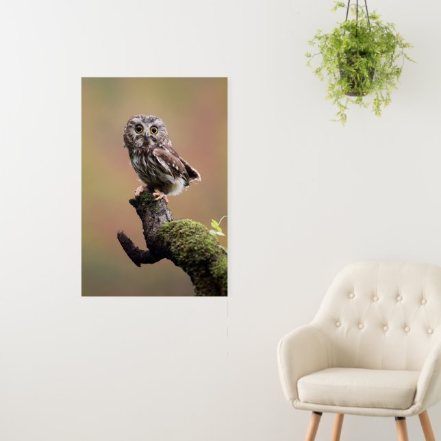 Cutest Baby Animals | Northern Saw Whet Owl Foam Board (In Situ (Wall))
