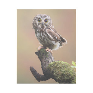 Cutest Baby Animals Northern Saw Whet Owl Gallery Wrap