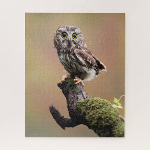 Cutest Baby Animals Northern Saw Whet Owl Jigsaw Puzzle