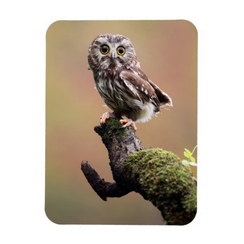 Cutest Baby Animals  Northern Saw Whet Owl Magnet