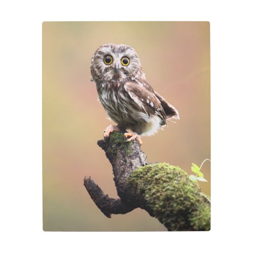 Cutest Baby Animals  Northern Saw Whet Owl Metal Print