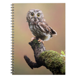 Cutest Baby Animals Northern Saw Whet Owl Notebook
