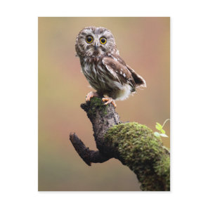 Cutest Baby Animals | Northern Saw Whet Owl Postcard