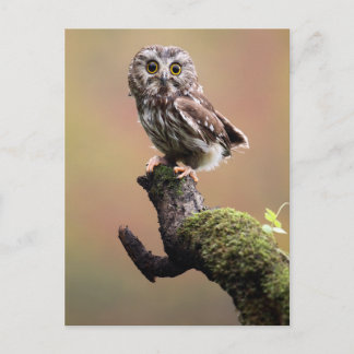 Cutest Baby Animals | Northern Saw Whet Owl Postcard