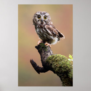 Cutest Baby Animals   Northern Saw Whet Owl Poster