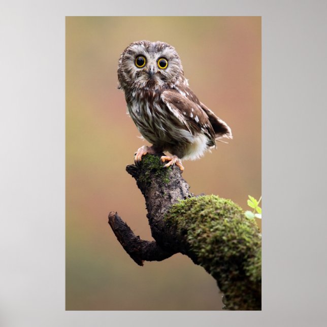 Cutest Baby Animals | Northern Saw Whet Owl Poster (Front)