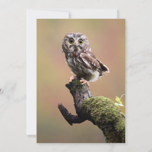 Cutest Baby Animals Northern Saw Whet Owl Thank You Card