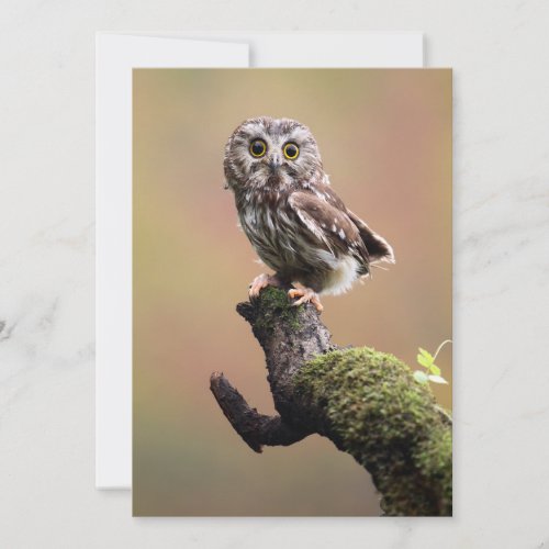 Cutest Baby Animals  Northern Saw Whet Owl Thank You Card