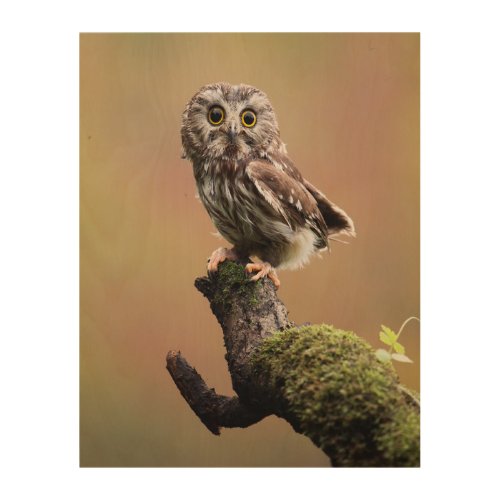 Cutest Baby Animals  Northern Saw Whet Owl Wood Wall Art
