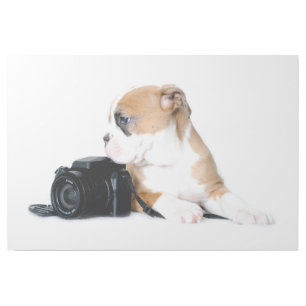 Cutest Baby Animals   Old Tyme British Bulldog Gallery Wrap