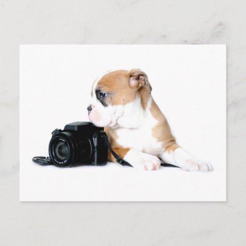 Cutest Baby Animals  Old Tyme British Bulldog Postcard