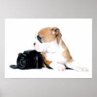 Cutest Baby Animals | Old Tyme British Bulldog