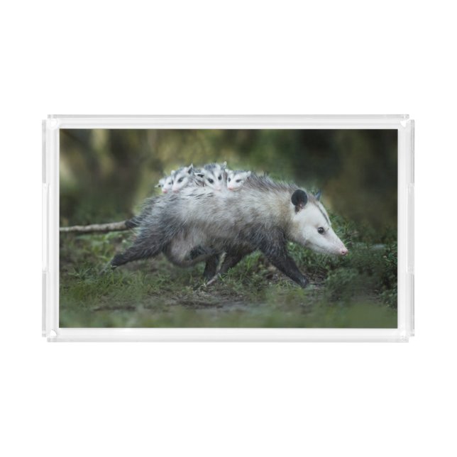 Cutest Baby Animals | Opossum Mom & Kids Acrylic Tray (Front)