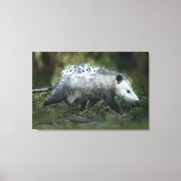 Cutest Baby Animals | Opossum Mom &amp; Kids Canvas Print