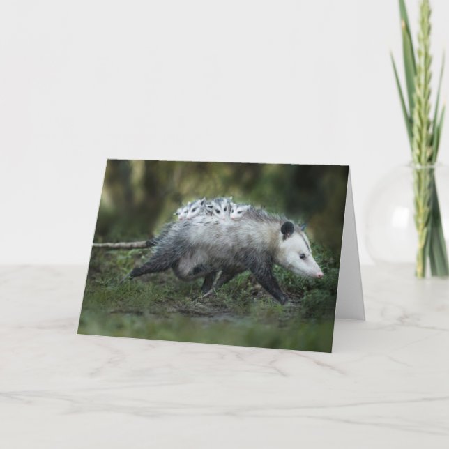 Cutest Baby Animals | Opossum Mom & Kids Card (Front)