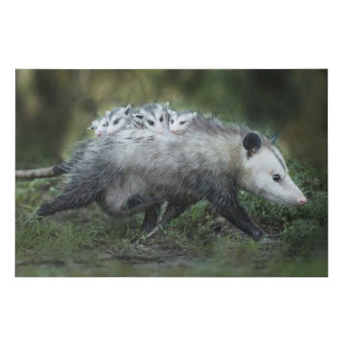 Cutest Baby Animals  Opossum Mom  Kids Faux Canvas Print