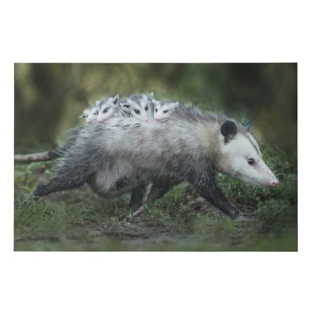 Cutest Baby Animals | Opossum Mom & Kids Faux Canvas Print (Front)