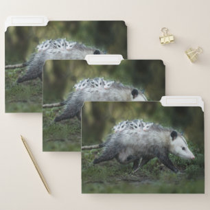 Cutest Baby Animals Opossum Mom & Kids File Folder