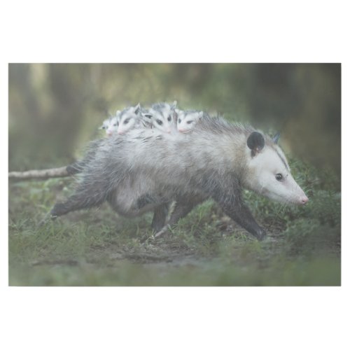 Cutest Baby Animals  Opossum Mom  Kids Gallery Wrap