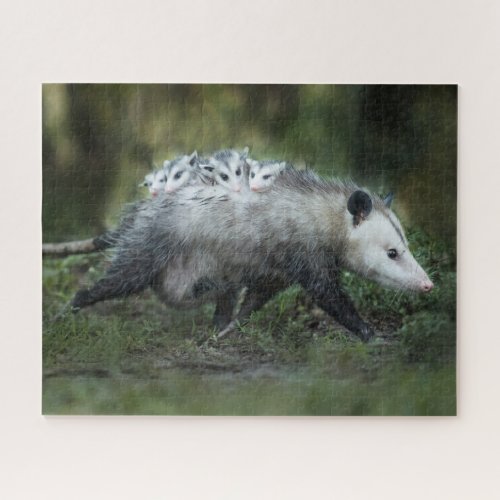 Cutest Baby Animals  Opossum Mom  Kids Jigsaw Puzzle