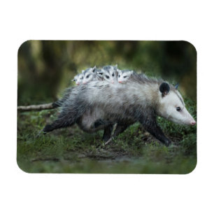 Cutest Baby Animals Opossum Mom & Kids Magnet
