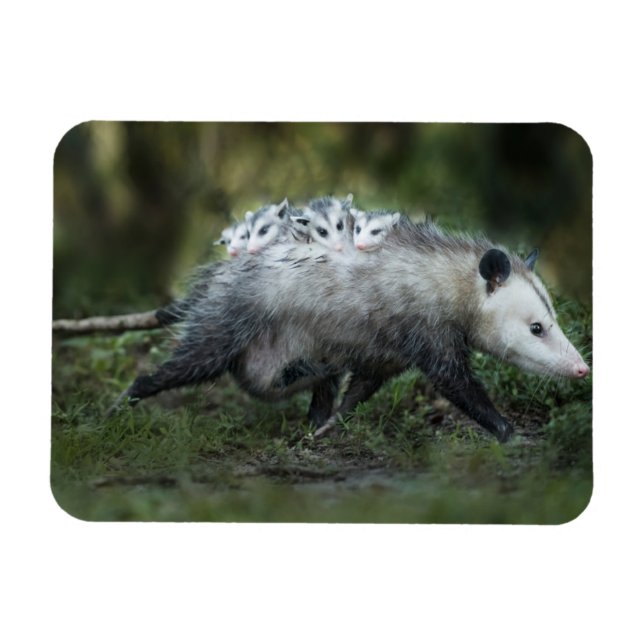 Cutest Baby Animals | Opossum Mom & Kids Magnet (Horizontal)