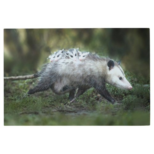 Cutest Baby Animals  Opossum Mom  Kids Metal Print