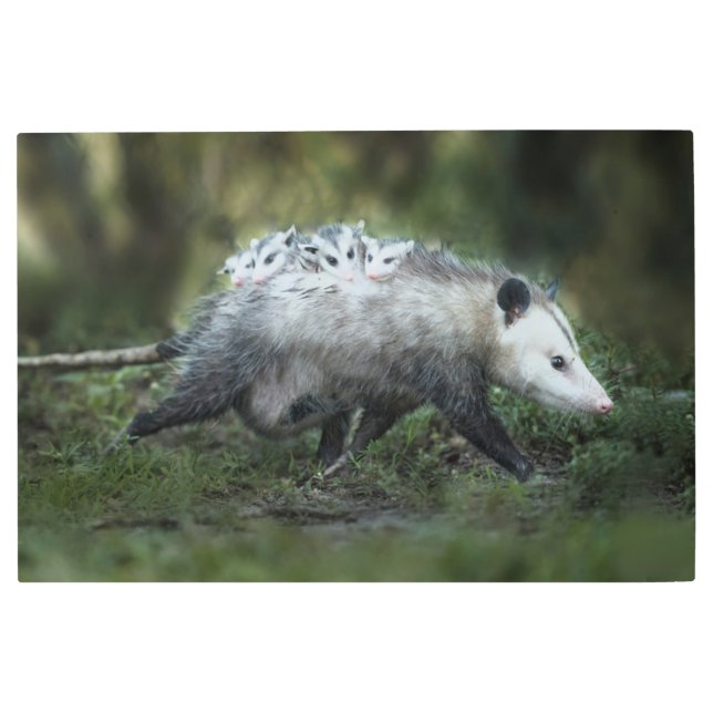 Cutest Baby Animals | Opossum Mom & Kids Metal Print (Front)