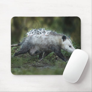 Cutest Baby Animals   Opossum Mom & Kids Mouse Pad