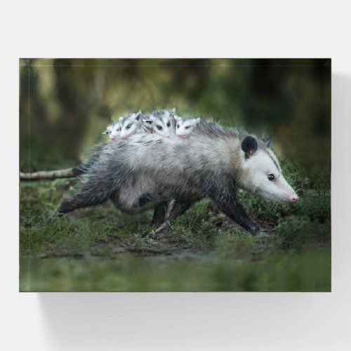Cutest Baby Animals  Opossum Mom  Kids Paperweight