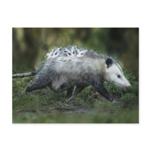 Cutest Baby Animals | Opossum Mom & Kids Postcard