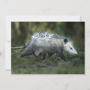 Cutest Baby Animals | Opossum Mom & Kids Thank You Card