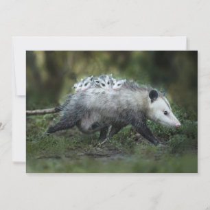 Cutest Baby Animals   Opossum Mom & Kids Thank You Card