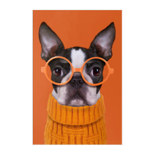 Cutest Baby Animals Orange Boston Terrier Acrylic Print
