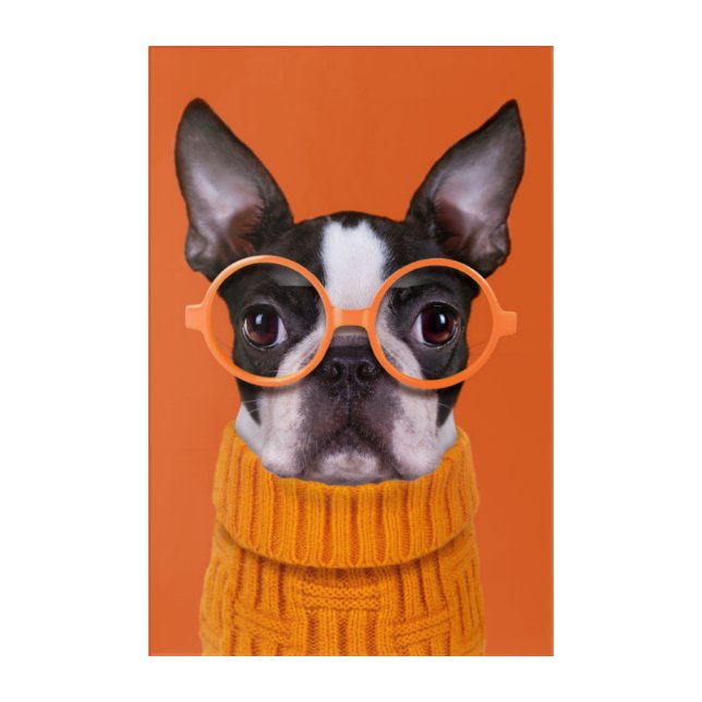 Cutest Baby Animals | Orange Boston Terrier Acrylic Print (Front)