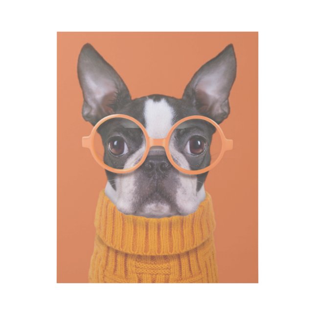 Cutest Baby Animals | Orange Boston Terrier Gallery Wrap (Front)
