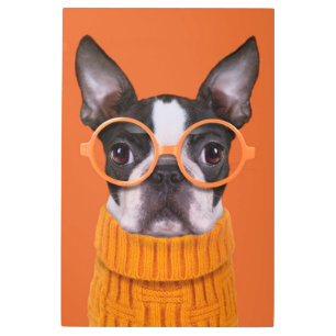 Cutest Baby Animals Orange Boston Terrier Metal Print