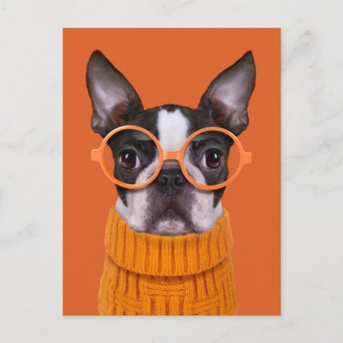 Cutest Baby Animals  Orange Boston Terrier Postcard