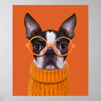 Cutest Baby Animals | Orange Boston Terrier