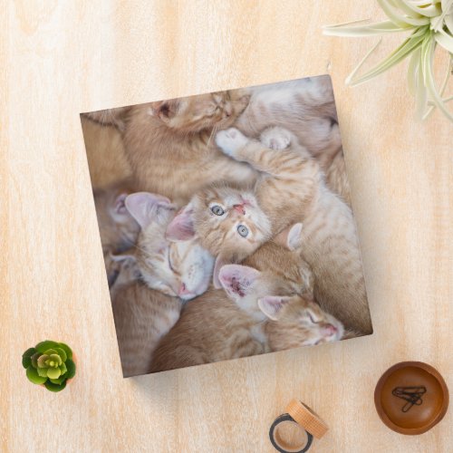 Cutest Baby Animals  Orange Kitten Pile 3 Ring Binder