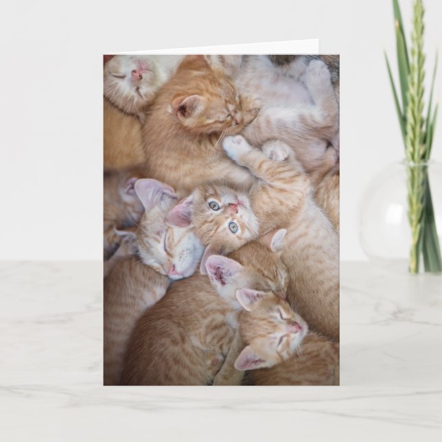 Cutest Baby Animals | Orange Kitten Pile Card (Front)