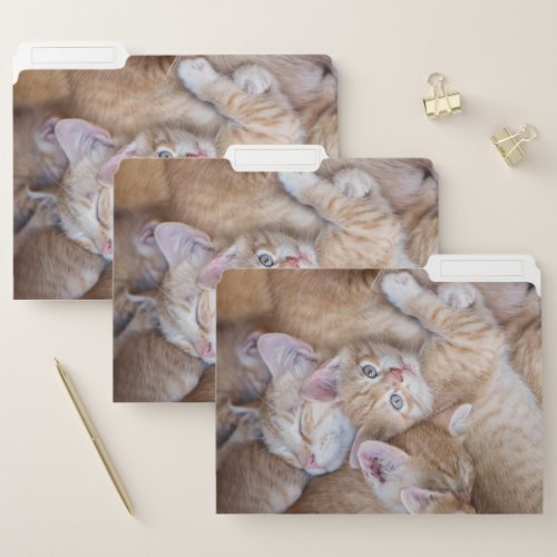 Cutest Baby Animals  Orange Kitten Pile File Folder