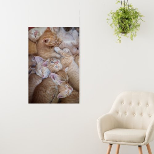 Cutest Baby Animals  Orange Kitten Pile Foam Board