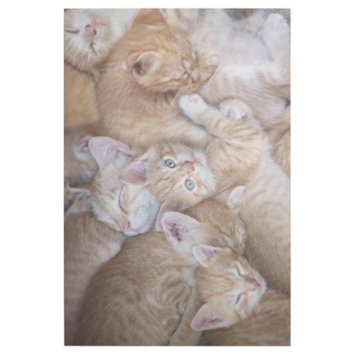 Cutest Baby Animals  Orange Kitten Pile Gallery Wrap