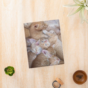 Cutest Baby Animals Orange Kitten Pile Mini Binder